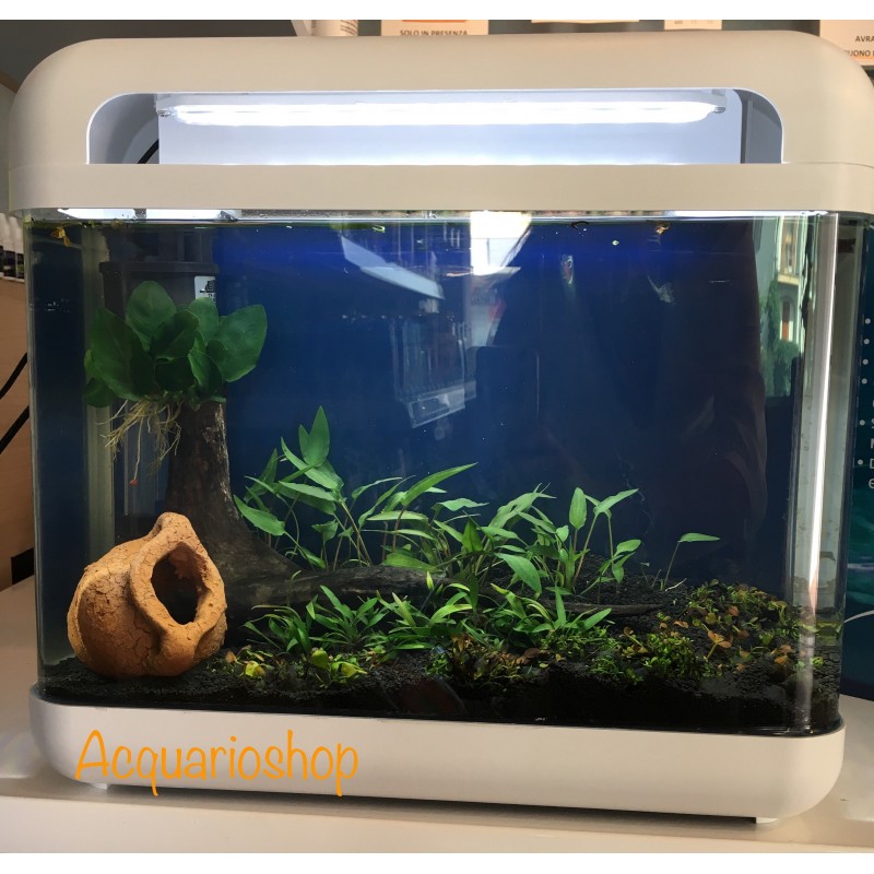 Cubino Nero Blu Bios 