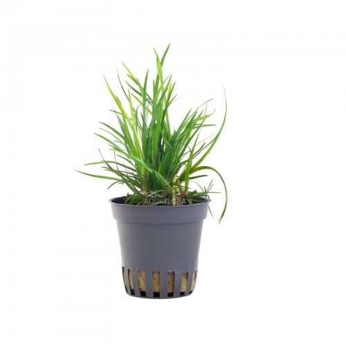 Littorella uniflora in vasetto - Aquaflora