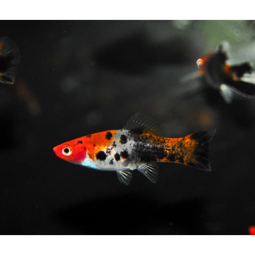 KOI Xiphophorus Hellerii holder