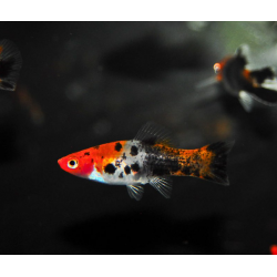 KOI XIPHOHHOPHORUS HELLERII Porte