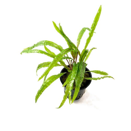 Cryptocoryne crispulata var. balansae in vasetto - Aquaflora