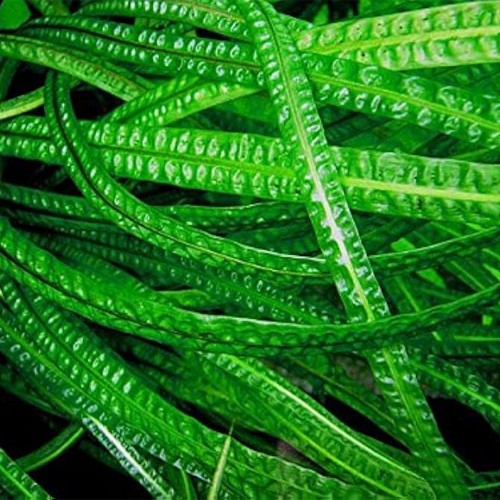 Cryptocoryne Crispulata var. Balansae dans le...