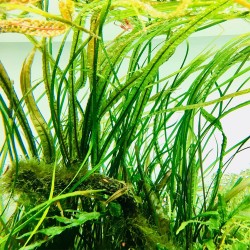 Cryptocoryne crispulata var. balansae in vasetto - Aquaflora