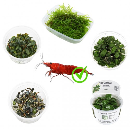 Kit 5 piante in cup per caridinaio 30L |...