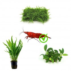 Kit 3 plantes pendant 15 à 20 litres Caridinaire | Taxiphyllum Flame Moss - Microsorum Pteropus - Anubias Bétones var. mini mini