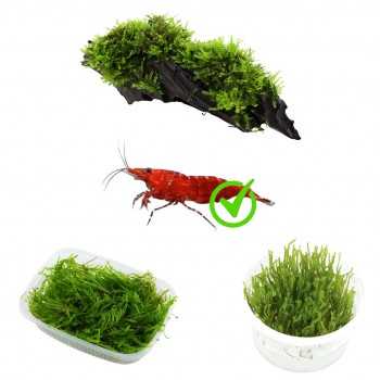 KIT 3 MUSCHI FOR 30 LITER CARIDINAIO | Christmas Moss on...