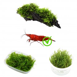 KIT 3 MUSCHI FOR 30 LITER CARIDINAIO | Christmas Moss on Wood - Flame Moss - Weeping Moss
