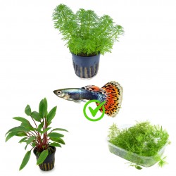 Kit 3 piante per guppy | Vasche da 30-50 litri | Limnophila sessiliflora - Ceratophyllum demersum - Cryptocoryne beckettii
