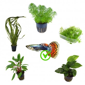 Kit 5 piante per Guppy | Limnophila sessiliflora -...