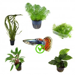 Kit 5 plants for Guppy | Limnophila Sessiliflora - Cryptocoryne Beckettii - Vallisneria Spiralis - Ceratophyllum - Anubias Nana