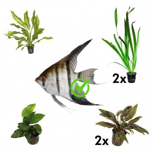 Kit 6 plants for scalari | Gigantea Vallisneria...