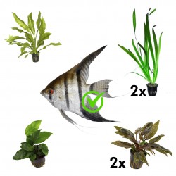 Kit 6 plants for scalari | Gigantea Vallisneria - Cryptocoryne Wendtii Tropica - Echinodorus Bleherae - Anubias Nana