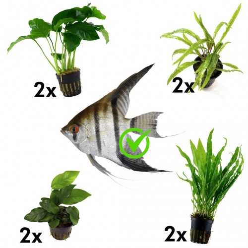 Kit 8 plants for scalari | Microsorum Pteropus...