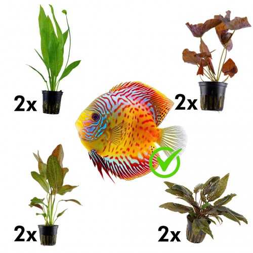 Kit 8 plants for Discus | Nymphaea Lotus -...