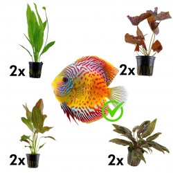 Kit 8 plants for Discus | Nymphaea Lotus - Echinodorus Ozelot - Echinodorus Grisebachii Bleherae - Cryptocoryne Tropica