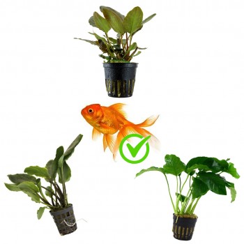 Kit 3 plantes pour poissons rouges | Aquariums jusqu'à 80...