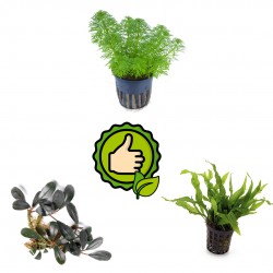 Kit 3 easy plants without fertile bottom | Limnophila Sessiliflora - Microsorum Petite - Bucephalandra Deep Purple