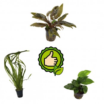 Kit 3 plantes faciles sans fond fertile | Anubias Nana -...