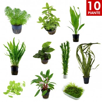 Kit 10 Piante Facili | Per Acquari da 60 a 120 Litri |...