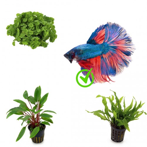 Kit 3 plantes pour Betta | Idéal pour les...