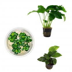 copy of Echinodorus 'Rosé' in jar - Tropica