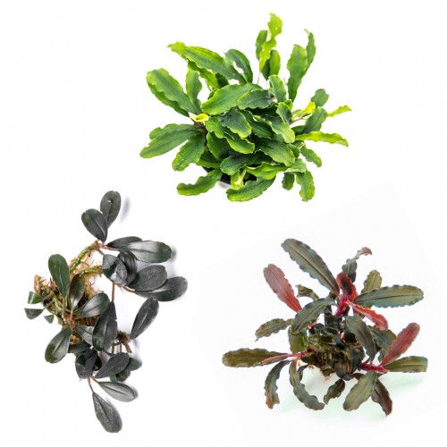 Kit 3 Bucephalandra Mix | Bucephalandra sp. Red - Bucephalandra Deep Purple - Bucephalandra Wavy Green
