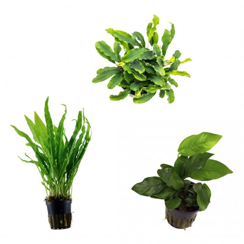 Kit 3 Piante Epifite | Anubias nana - Microsorum pteropus - Bucephalandra Wavy Green | No fondo fertile e poca manutenzione