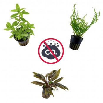 Kit 3 Piante Senza CO₂ | Bolbitis heudelotii -...