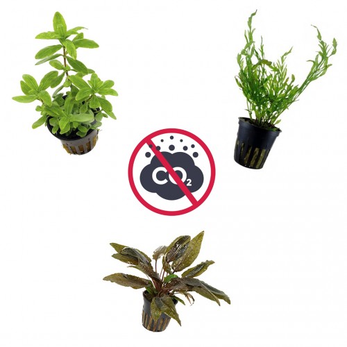 Kit 3 plantes sans CO₂ | Bolbittis Heudeelotii...