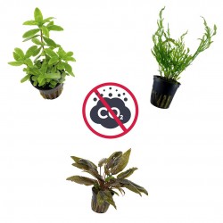 Kit 3 plantes sans CO₂ | Bolbittis Heudeelotii - Cryptocoryne Tropica - Hygrophila Polysperme | Parfait pour les débutants