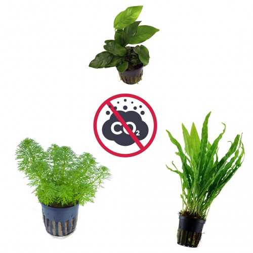 Kit 3 plants without co₂ | Limnophila...