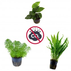 Kit 3 plants without co₂ | Limnophila Sessiliflora - Microsorum Pteropus - Anubias NANA | Easy management for low-tech aquariums