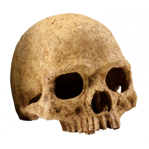 Sprice skull, hideout for reptiles and...