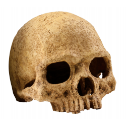 Sprice skull, hideout for reptiles and amphibians - Exo land