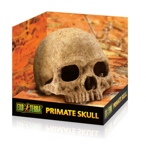 Sprice skull, hideout for reptiles and...
