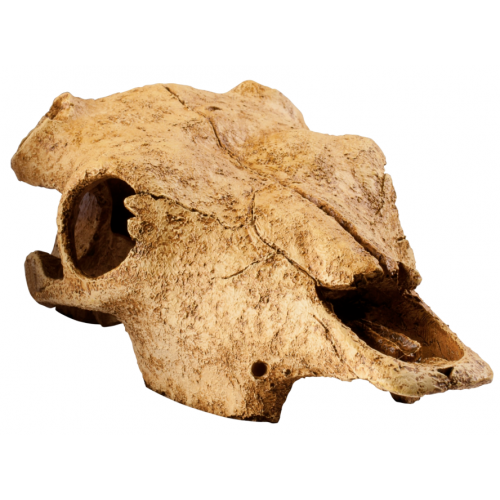 Buffalo skull, hideout for reptiles and...