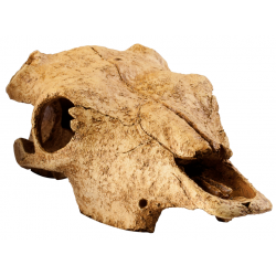 Buffalo skull, hideout for reptiles and amphibians - exo land