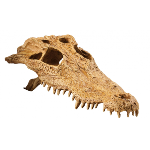 Teschio di coccodrillo, nascondiglio per...