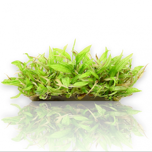 Cryptocoryne wundtii 'green gecko' in jar -...