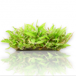 Cryptocoryne wundtii 'green gecko' in jar - Aquaflora