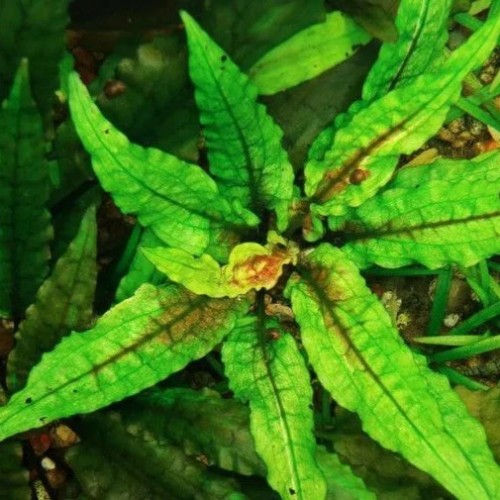Cryptocoryne Wundtii 'Green Gecko' dans Jar -...