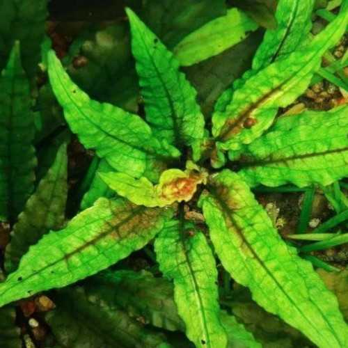 Cryptocoryne wundtii 'green gecko' in jar -...