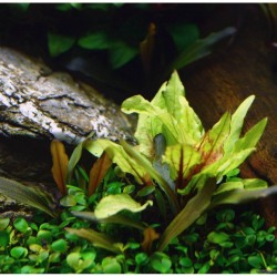 Cryptocoryne wundtii 'green gecko' in jar - Aquaflora