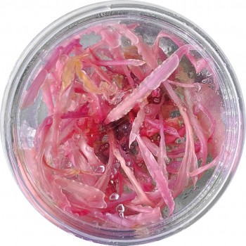 Cryptocoryne balanse rose en coupe - Aquaflora
