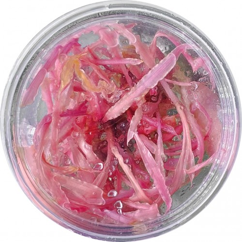 Cryptocoryne balanse rose en coupe - Aquaflora