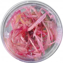 Cryptocoryne balanse rose en coupe - Aquaflora