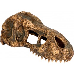 T-Rex skull, hideout for reptiles and amphibians - EXO land