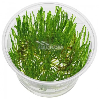 copy of Taxiphyllum alternans Taiwan Moss in cup - Tropica