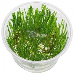 Taxiphyllum Alternans Taiwan Moss à Coupe - Aquaflora