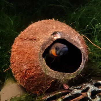 copy of Log log log Ceramic Nature 2